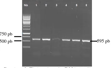 Gambar 1 Hasil  isolasi DNA total otot  A. 
