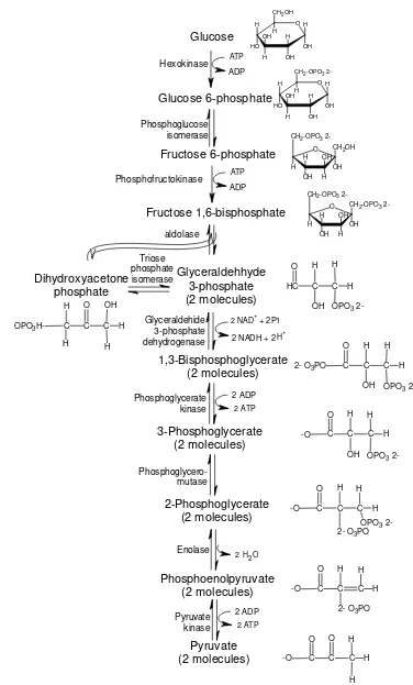 Gambar 2  Tahap glikolisis (Embden-Meyerhof-Parnas Pathway) (Crueger & 