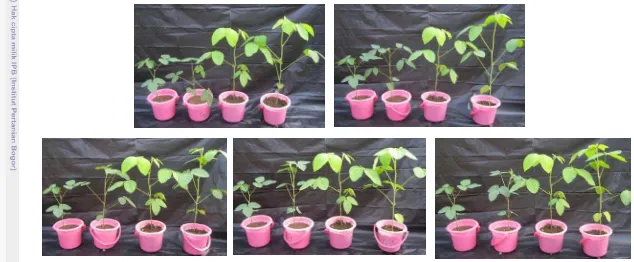 Gambar 3  Penampilan pertumbuhan tanaman kedelai dengan berbagai pengaruh formulasi inokulan