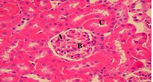 Gambar 11 Penampang melintang ginjal pada perlakuan 2 % 