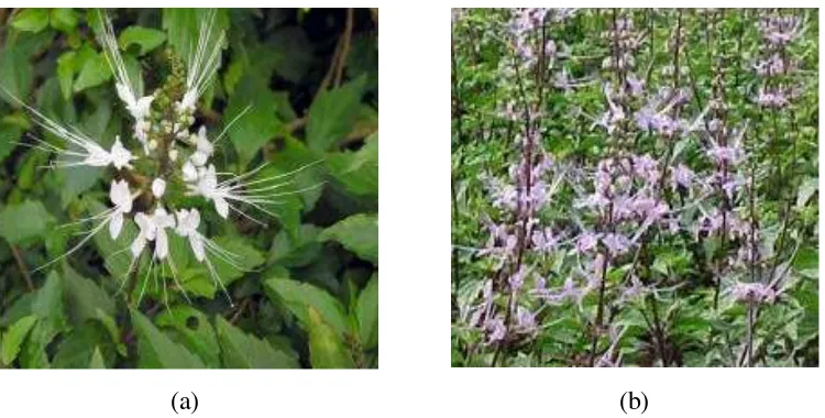 Gambar 1  Tanaman kumis kucing (Orthosiphon stamineus Benth); (a) Kumis  kucing berbunga putih, (b) Kumis kucing berbunga ungu  (Anonim 2005b)