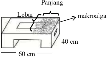 Gambar 5. Metode pengukuran makroalga 