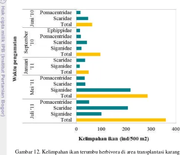 Gambar 12. Kelimpahan ikan terumbu herbivora di area transplantasi karang 