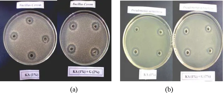 Gambar 10   Zona penghambatan antibakteri kitosan 1% dan kitosan 1% dengan penambahan  ekstrak 2% pada bakteri B