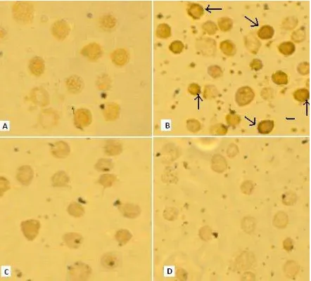 Gambar 1. Hasil uji foam cell yang diamati menggunakan mikroskup inverted dengan pembesaran 400 kali