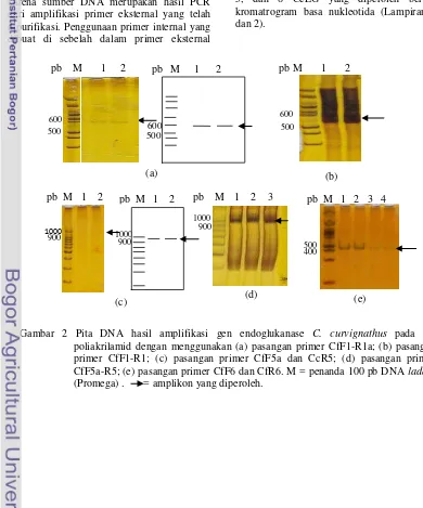 Gambar 2 Pita DNA hasil amplifikasi gen endoglukanase C. curvignathus pada gel 