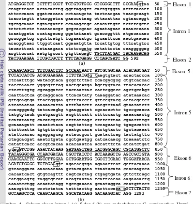 Tabel 4 Panjang sekuen ekson-intron 1, 5, dan 6 endo-β-1,4-glikanase C. curvignathus 