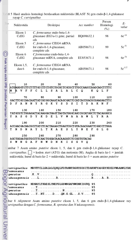 Tabel 5 Hasil analisis homologi berdasarkan nukleotida (BLAST N) gen endo-β-1,4-glukanase rayap C