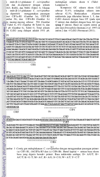 Gambar  3  Contig gen endoglukanase C. curvignathus(c)  dengan menggunakan pasangan primer 