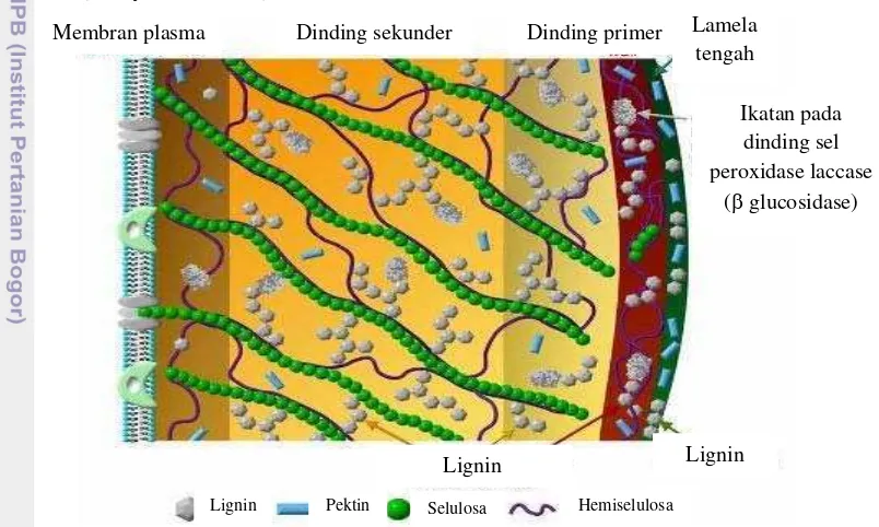 Gambar 2.4  Struktur lignin, selulosa, dan hemiselulosa pada tanaman (Achyuthan 