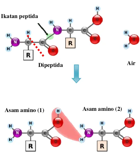 Gambar 15 Proses pemutusan ikatan pada protein menjadi asam                             amino (Lansida 2011)