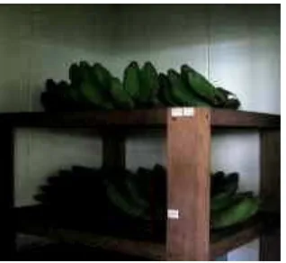 Gambar 6. Penyimpanan pisang Raja Bulu dalam cold storage 