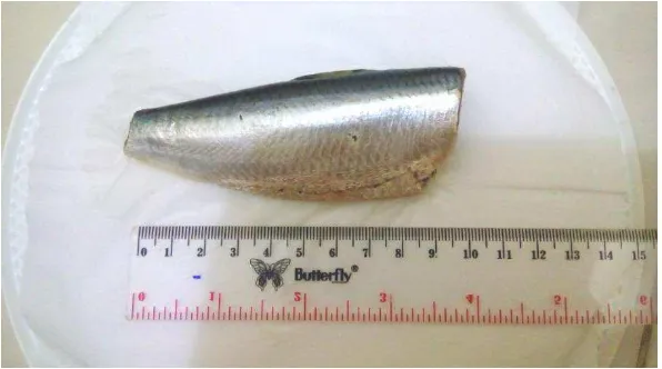 Gambar 1. Sampel Ikan Sarden