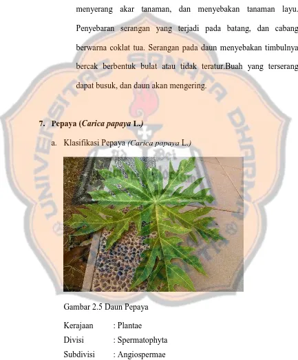 Gambar 2.5 Daun Pepaya 