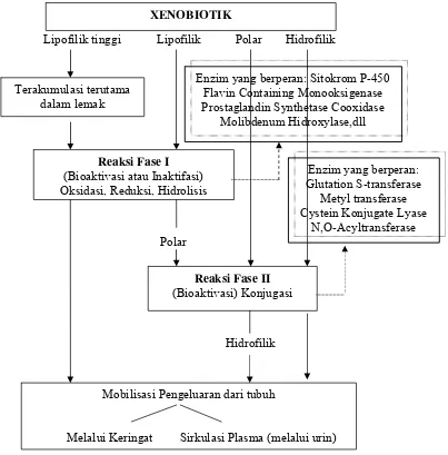Gambar 5 Biotransformasi xenobiotik di tubuh (Blaauboer 1996) 