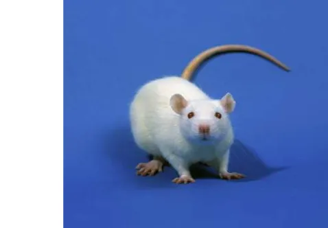 Gambar 2  Tikus Putih ( Rattus norvegicus) galur Sprague  