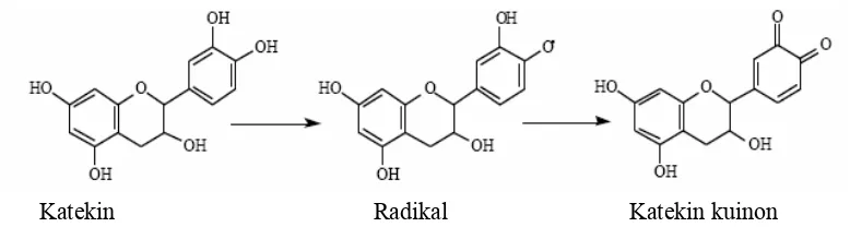 Gambar 5 Fitur aktivitas antioksidan flavonoid kakao (Rice –Evans 2001). 