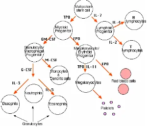 Gambar 8  Jalur diferensiasi sel (Permono et al 2006) 