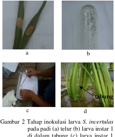 Gambar 2 Tahap inokulasi larva S. incertulas pada padi (a) telur (b) larva instar 1 di dalam tabung (c) larva instar 1 dipindahkan ke tabung (d) tabung berisi larva diletakkan di tengah rumpun padi 