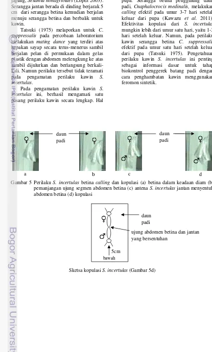 Gambar 5 Perilaku S. incertulas betina calling dan kopulasi (a) betina dalam keadaan diam (b) 