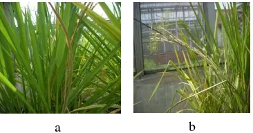 Gambar 4 Kerusakan tanaman padi (a) sundep 
