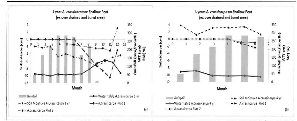 Figure 3. One year subsidence monitoring on A. crassicarpa planted shallow peat (ex over drained and burnt area). 