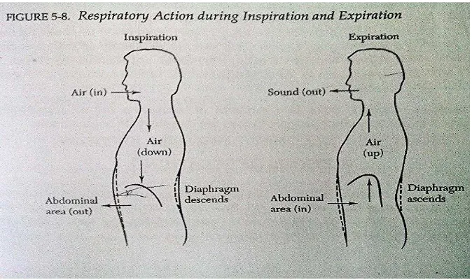 Gambar 2. Proses Pernapasan Diafragma Saat Inspirasi dan Ekspirasi (Clifton Ware, 1998 : 83) 