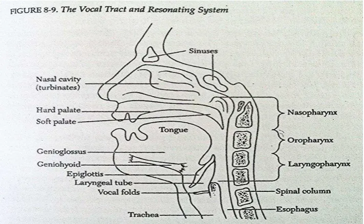Gambar 3. Sistem Resonansi Vokal (Clifton Ware, 1998 : 141) 