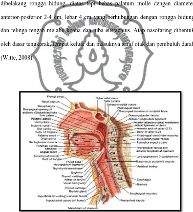 Gambar 2.1. Anatomi Nasofaring (dikutip dari Netter, 2012 ) 