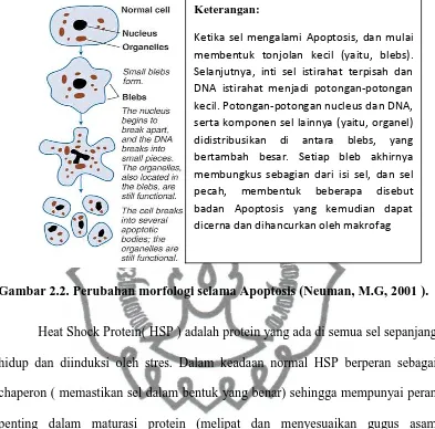 Gambar 2.2. Perubahan morfologi selama Apoptosis (Neuman, M.G, 2001 ). 