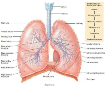 Gambar 2.1. Anatomi paru (Tortora, 2012) 