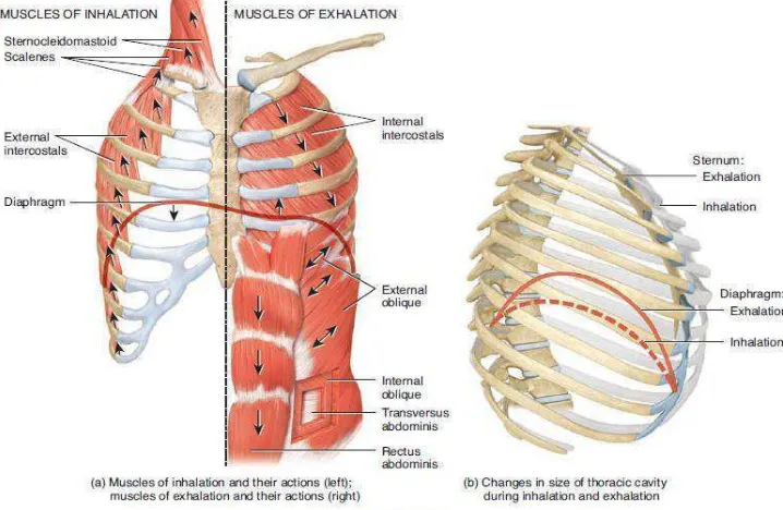 Gambar 2.2. Otot-otot pernafasan inspirasi dan ekspirasi (Tortora,2012) 