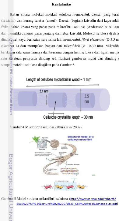 Gambar 4 Mikrofibril selulosa (Peura et al 2008). 