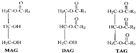 Gambar 5  Struktur molekul Monodiasilgliserol (MAG), Diasilgliserol (DAG) dan                    Triasilgliserol (TAG)(Hassenhuettl 1997)  