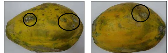 Gambar 6.  Gejala penyakit yang terdapat pada permukaan kulit buah pepaya                    genotipe IPB 1 setelah pematangan buatan