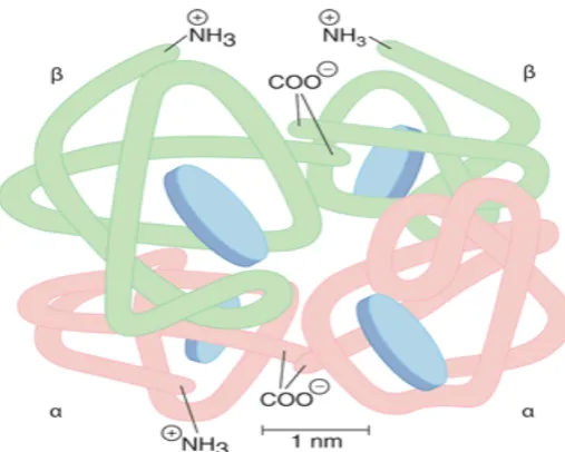 Gambar 2.3 Struktur Hemoglobin 
