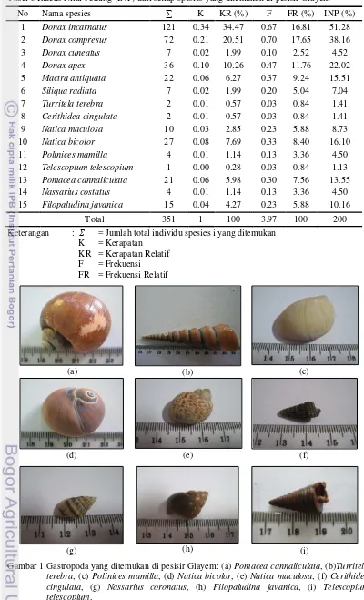 Tabel 3 Indeks Nilai Penting (INP) dari setiap spesies yang ditemukan di pesisir Glayem 