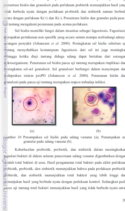 Gambar 10 Penampakan sel hialin pada udang vaname (a); Penampakan sel 