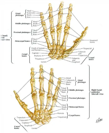 Gambar 1. Anatomi Sendi Jari-Jari Tangan. Sumber: Netter  