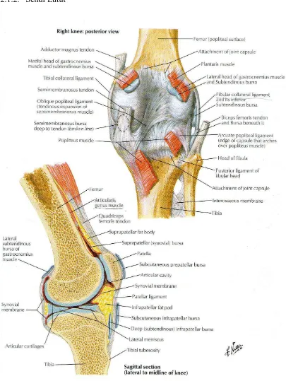 Gambar 2. Anatomi Sendi Lutut. Sumber: Netter 