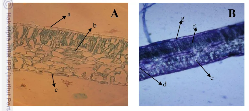 Gambar 7 Anatomi bagian daun genjer (L. flava), A (perbesaran 10 x 10), B 