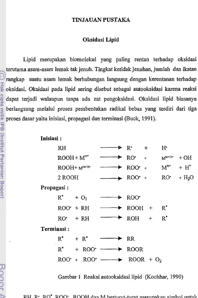 Gambar 1 Reaksi autooksidasi lipid (Kochhar, 1990) 