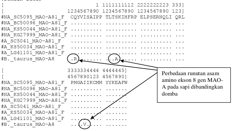 Gambar 5. Runutan asam amino ekson 8 gen MAO-A pada beberapa rumpun domba berkarakter agresif dan tidak agresif serta runutan asam amino ekson 8 gen MAO-A Bos Taurus 