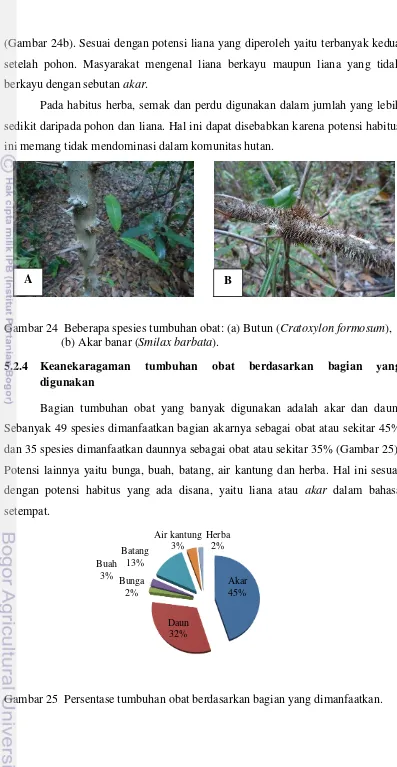 Gambar 24  Beberapa spesies tumbuhan obat: (a) Butun (Cratoxylon formosum), 