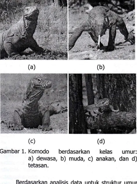 Gambar 1. Komodo berdasarkan kelas umur:a) b) c) 