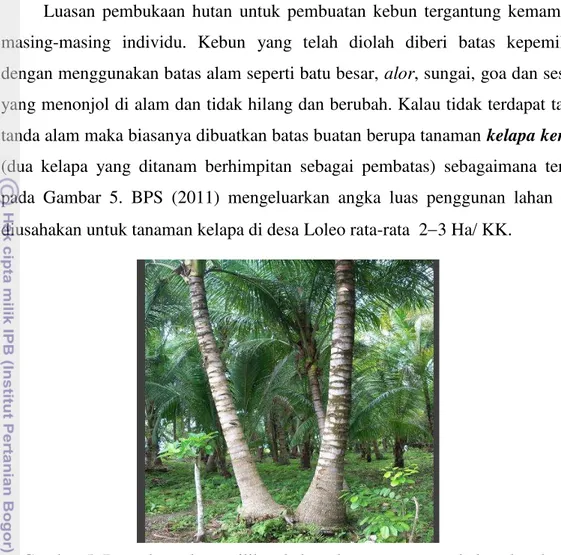 Gambar 5  Batas-batas kepemilikan kebun dengan tanaman  kelapa kembar.  Untuk  menguatkan  hak  kepemilikan  tanah  pemukiman  di  desa  Loleo  sebagian  besar  masyarakat  sudah  mendaftarkan  tanahnya  ke  BPN  untuk  memperoleh  sertifikat  hak  milik, 