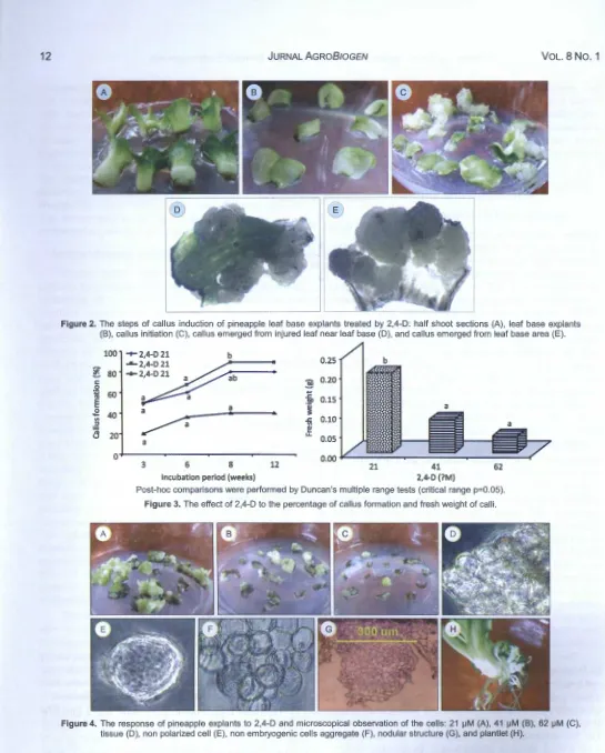 Figure 2. The steps of callus induction of pineapple leaf base explants treated by 2,4-D: half shoot sections (A), leaf base explants 