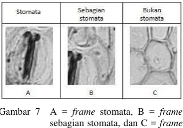 Gambar 7  A = frame stomata, B = frame 