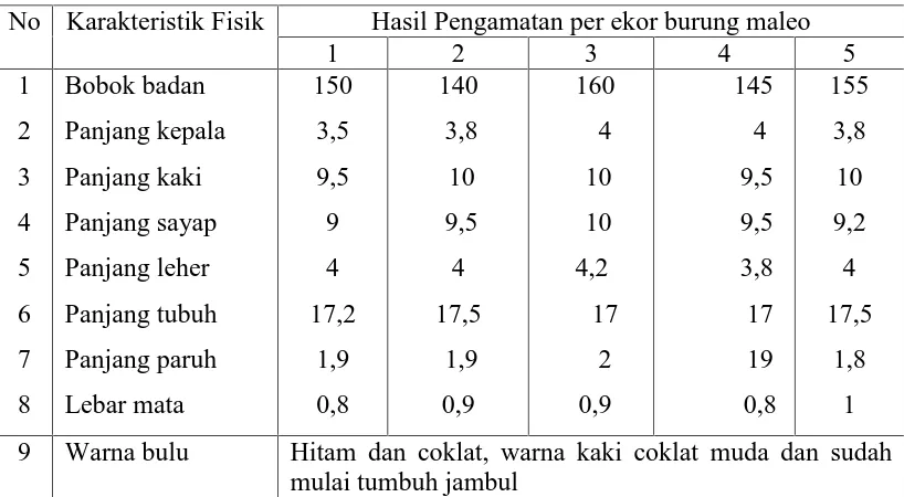 Tabel 3.3. Hasil Pengamatan Karakteristik Fisik Burung Maleo (Macrocephalonmaleo) di Resort Saluki Desa Tuwa Kawasan Taman Nasional LoreLindu (TNLL) yang berumur 1 Bulan.