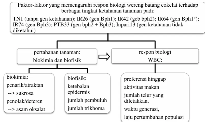 Gambar 1.1 Skema faktor-faktor yang mempengaruhi respon WBC terhadap ketahanan varietas tanaman padi